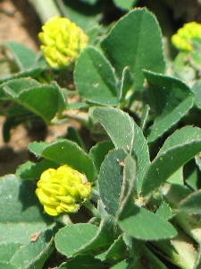 Medicago lupulina